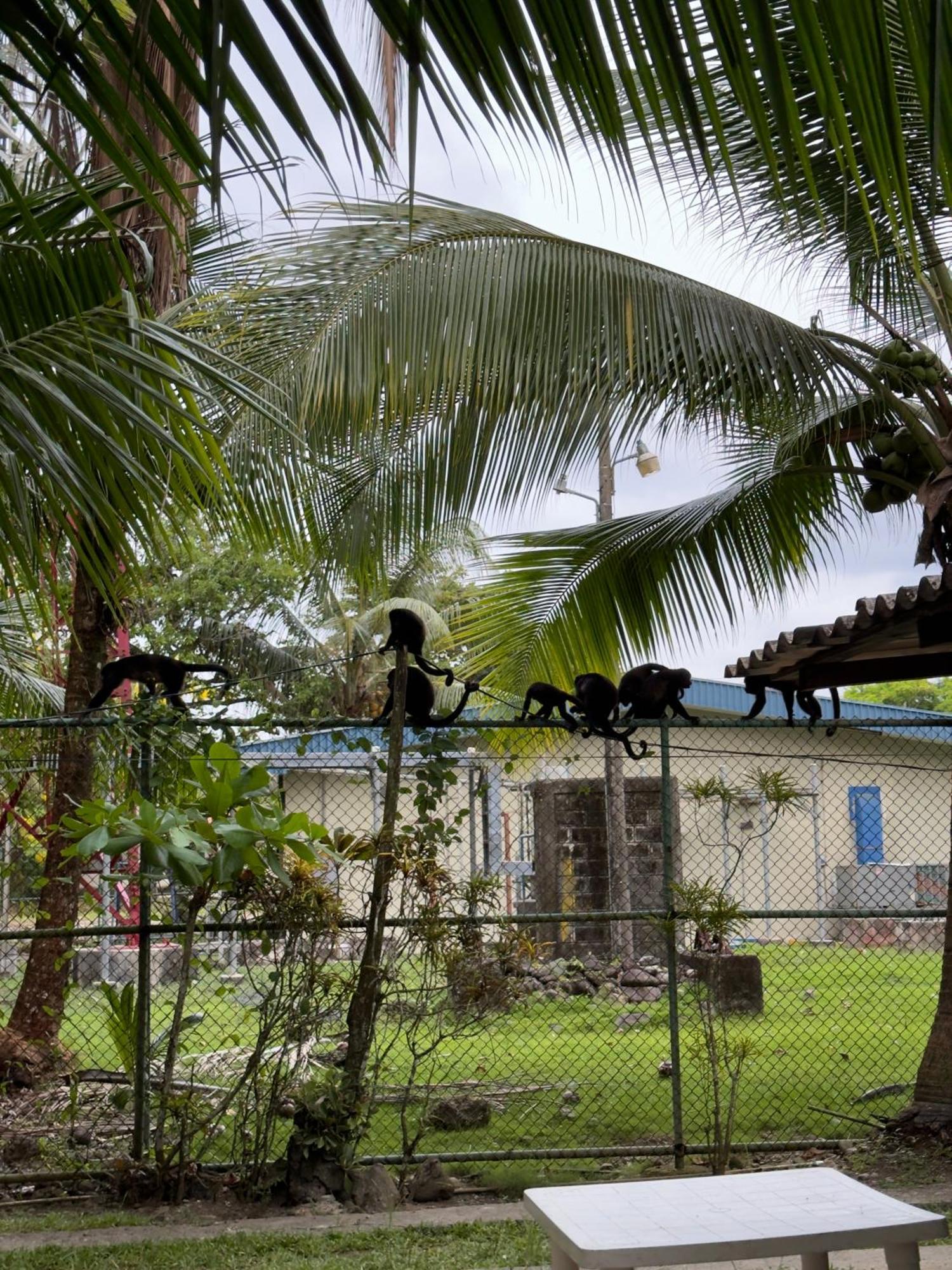 Casa Mamre Hostel Cahuita Exterior photo